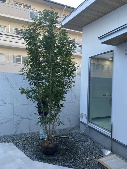 岸和田市の平屋S様邸に植樹した3M超えの感動ストーリー