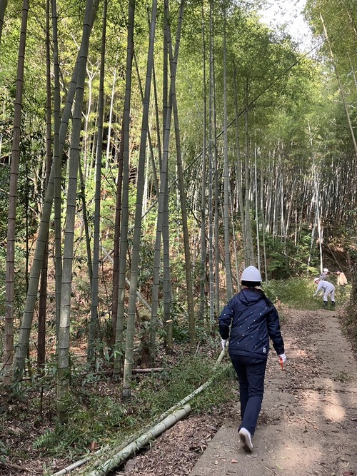 放置竹林の問題解決